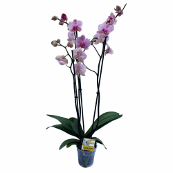 orchidea PHALAENOPSIS v repnku