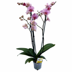 orchidea PHALAENOPSIS v repnku