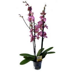 orchidea PHALAENOPSIS v črepníku