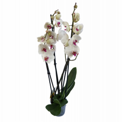 orchidea PHALAENOPSIS v èrepníku