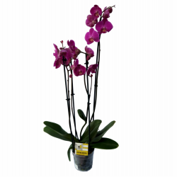 orchidea PHALAENOPSIS v črepníku