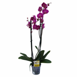 orchidea PHALAENOPSIS v èrepníku